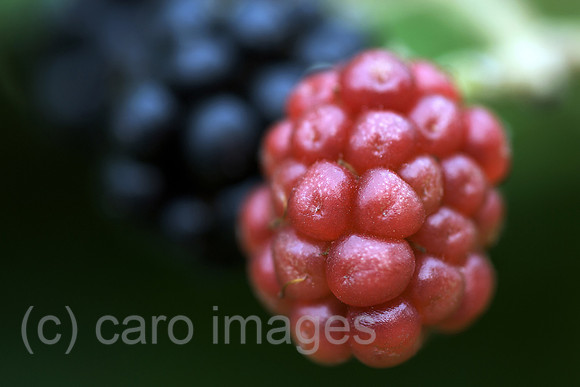 00N090810D224CAROE.JPG