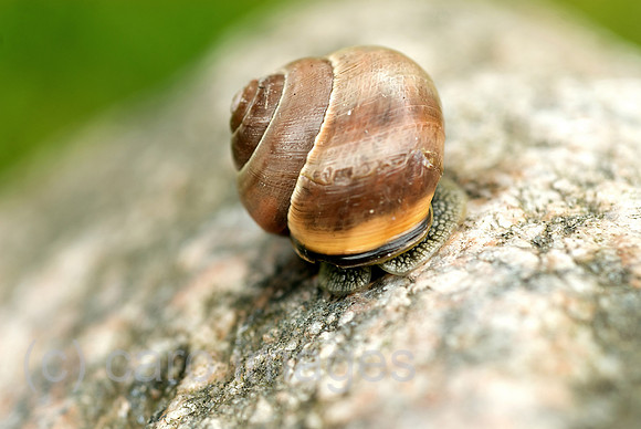 00N090330D015CAROE.JPG