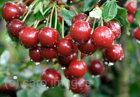 00N090703D261CAROE.JPG