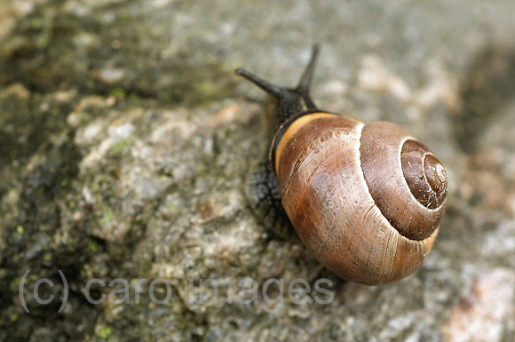 00N090330D020CAROE.JPG