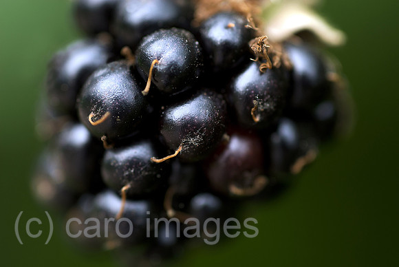 00N090810D262CAROE.JPG
