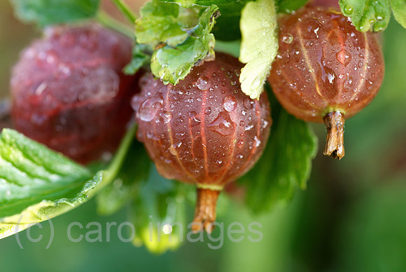 00N090703D316CAROE.JPG