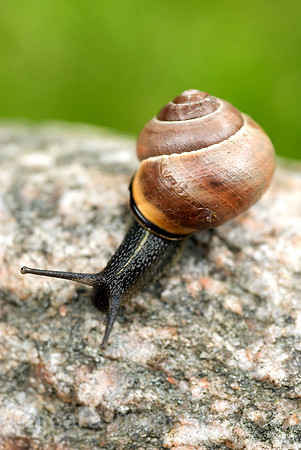 00N090330D035CAROE.JPG