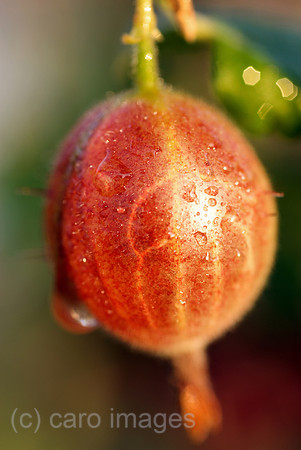 00N090703D353CAROE.JPG