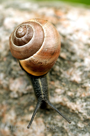 00N090330D037CAROE.JPG