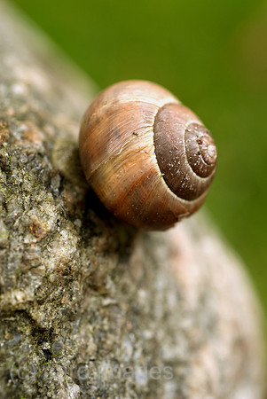 00N090330D013CAROE.JPG