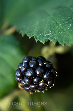 00N090810D185CAROE.JPG