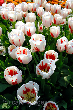 00N070428D018CAROE.JPG
