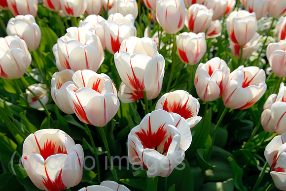 00N070428D017CAROE.JPG