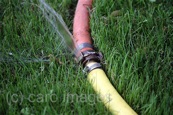 00S200628D607CAROEX.JPG