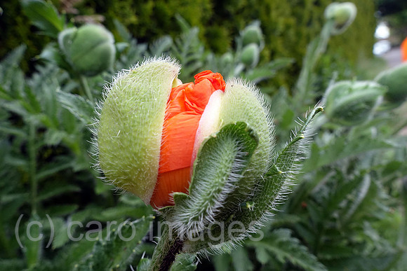 00S200514D349CAROEX.JPG