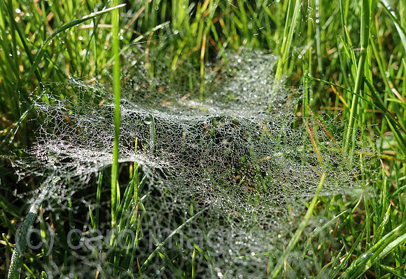 00S200505D261CAROEX.JPG