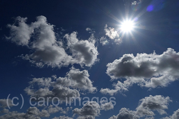 00S200512D341CAROEX.JPG