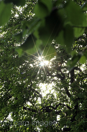 00S200424D099CAROEX.JPG