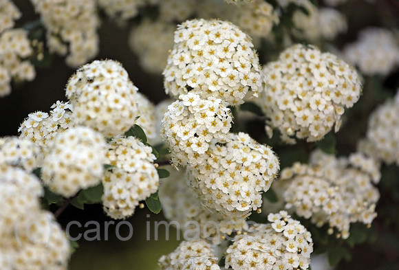00S200516D367CAROEX.JPG