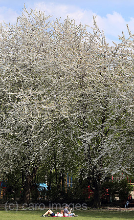 00S200424D070CAROEX.JPG