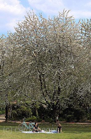 00S200424D069CAROEX.JPG
