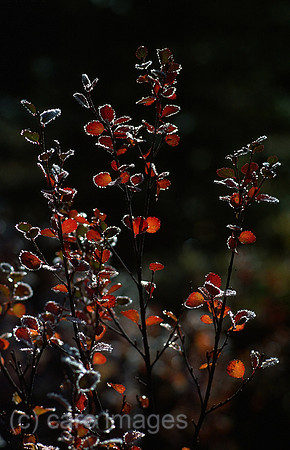 0RJ050927D037CARO.JPG