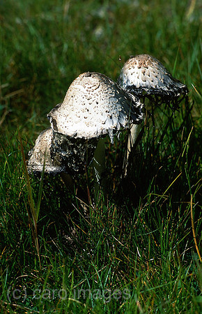 0RJ050927D039CARO.JPG