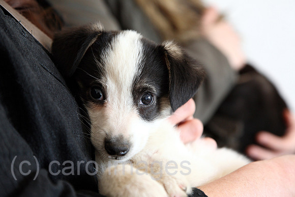 00J090406D016CAROE.JPG
