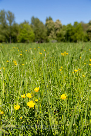Deutschland, Weimar - Gelbe Feldblumen im Park an der Ilm
