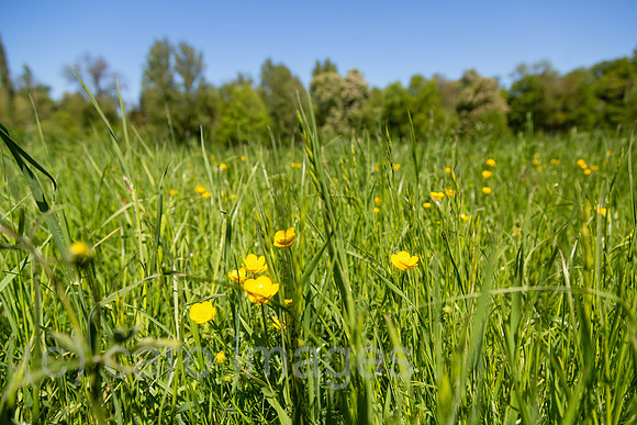 Deutschland, Weimar - Gelbe Feldblumen im Park an der Ilm