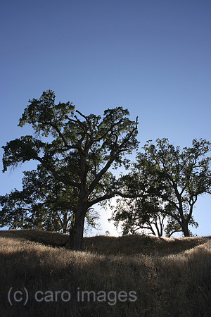 00P070810D207CAROEP.JPG