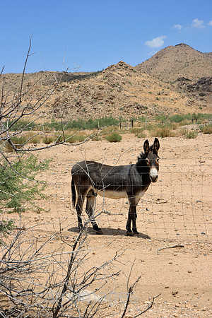 00P070804D992CAROEP.JPG