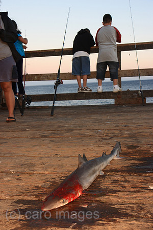 00P070809D190CAROEP.JPG