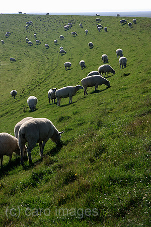 00P071015D039CAROEP.JPG