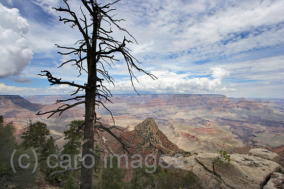 00P070803D921CAROEP.JPG