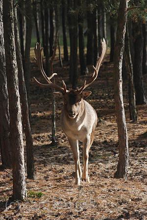 00P071020D001CAROE.JPG