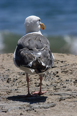 00P070808D158CAROEP.JPG