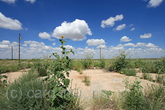 00P070731D808CAROEP.JPG