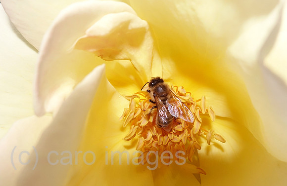 00S190510D310CAROEX.JPG