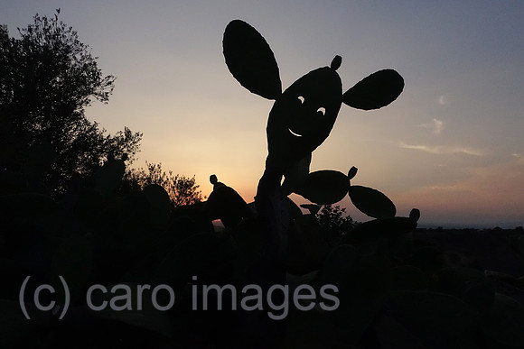 00S180809D087CAROEX.JPG