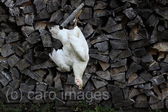 0AT100917D001CAROE.JPG