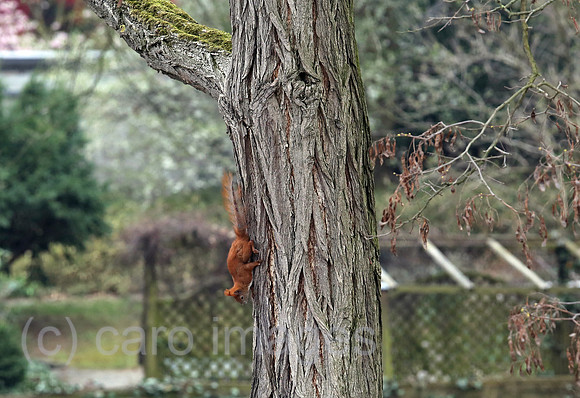 00S190405D361CAROEX.JPG