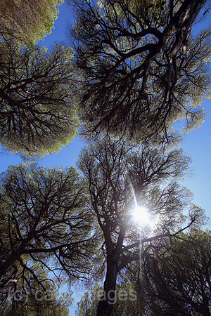 00S170728D080CAROEX.JPG
