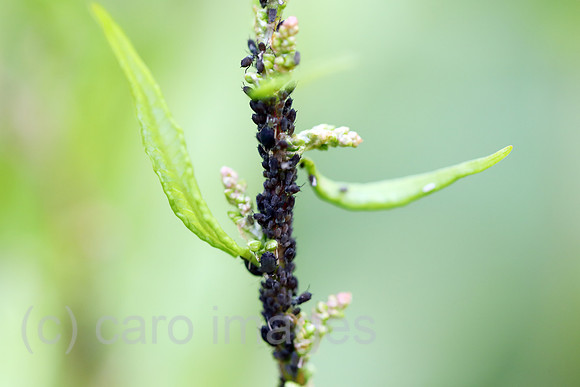 00S190531D037CAROEX.JPG