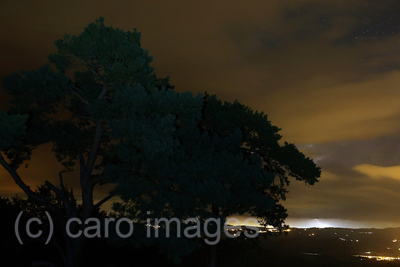 00S160806D004CAROEX.JPG