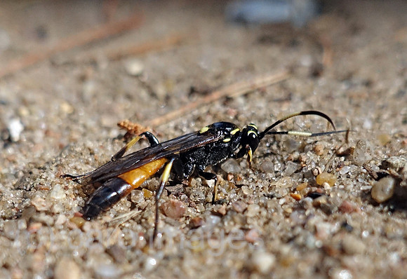 00S180908D033CAROEX.JPG