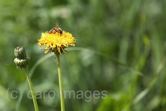 00S170721D029CAROEX.JPG