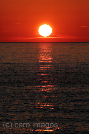 00S180716D030CAROEX.JPG