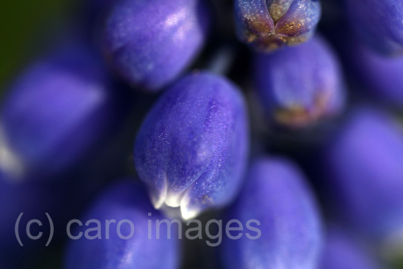 00S190415D096CAROEX.JPG