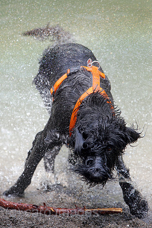00S170720D026CAROEX.JPG