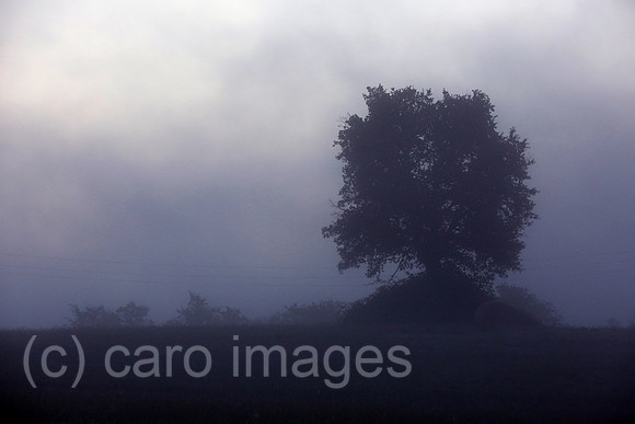 00S160729D003CAROEX.JPG