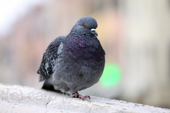 00S161118D015CAROEX.JPG