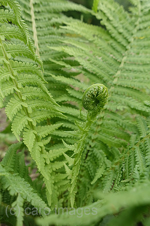00S190525D101CAROEX.JPG