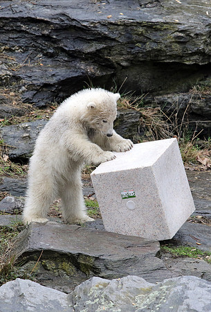 00S190329D324CAROEX.JPG